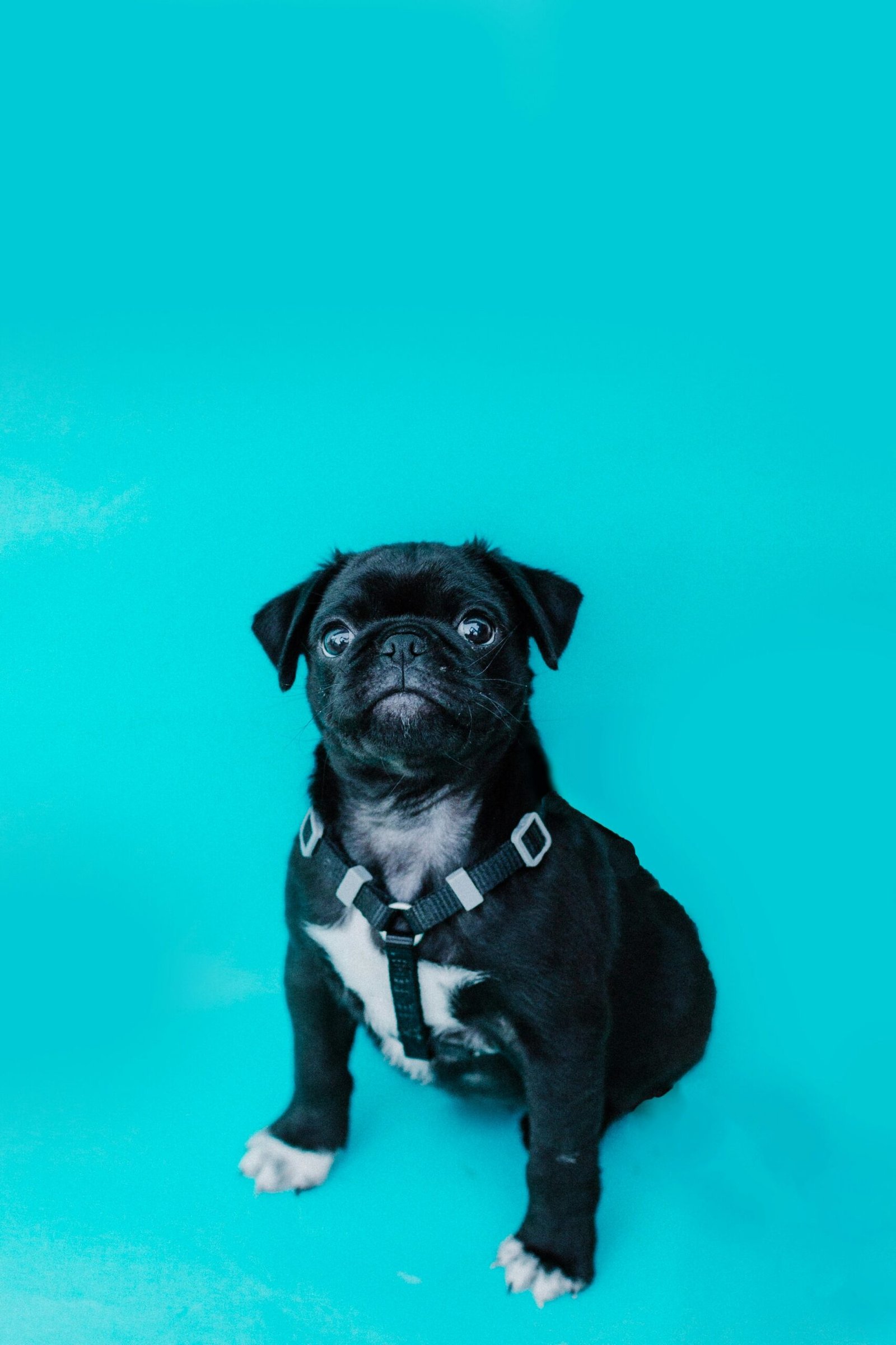 The Journey of Adopting a Pug: A Comprehensive Guide