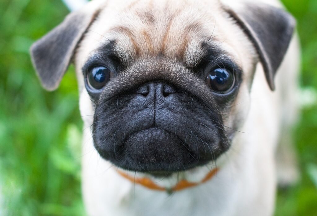 Key Tips for Choosing the Perfect Pug Puppy