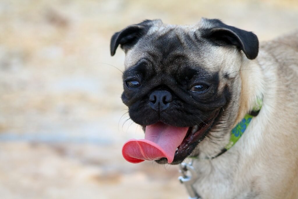 Key Tips for Choosing the Perfect Pug Puppy