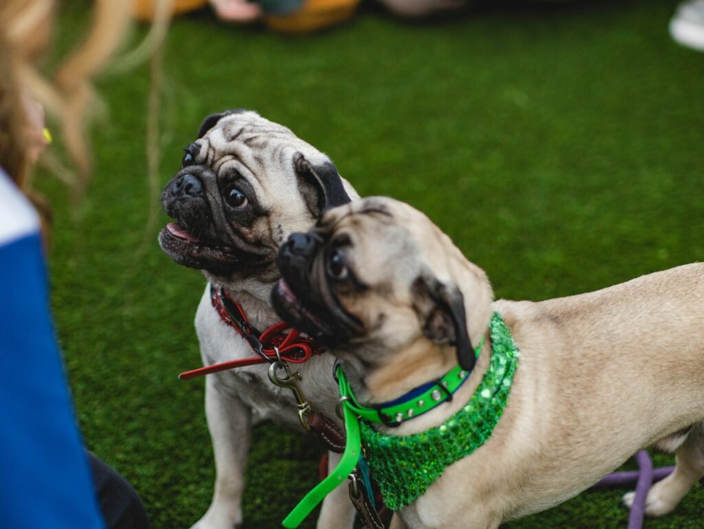 Engaging with Pug Enthusiasts