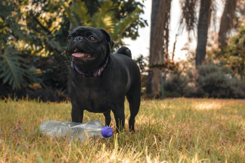 Recognizing and Addressing Common Health Concerns in Pugs