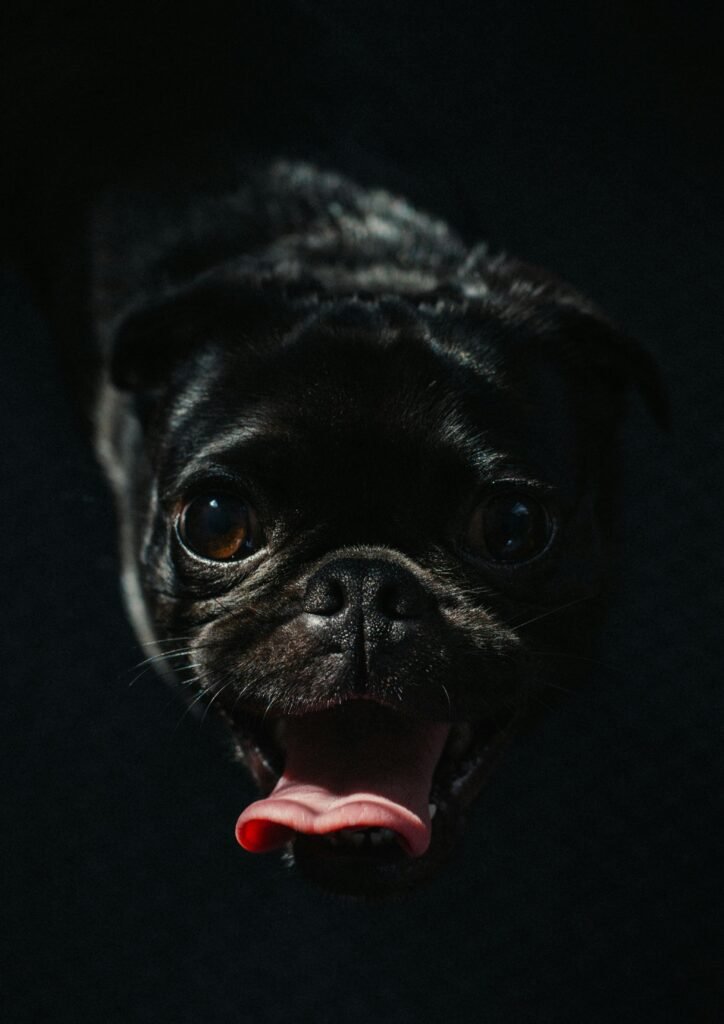 Recognizing and Addressing Common Health Concerns in Pugs