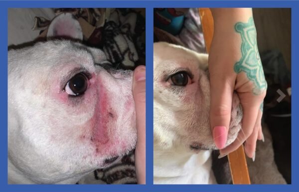 Squishface Wrinkle Paste Bulldog Review