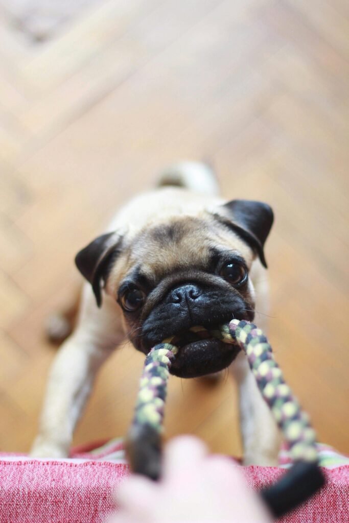 The Ethical Way to Buy or Adopt a Pug: A Definitive Guide