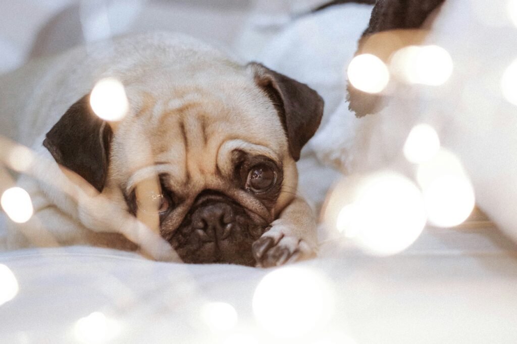 The Ultimate Guide to Selecting a Pug Puppy