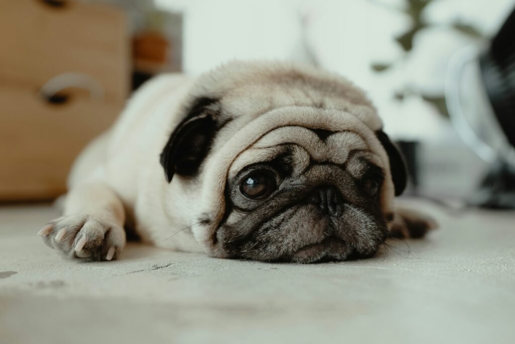 Your Complete Guide to Ethically Buying or Adopting a Pug