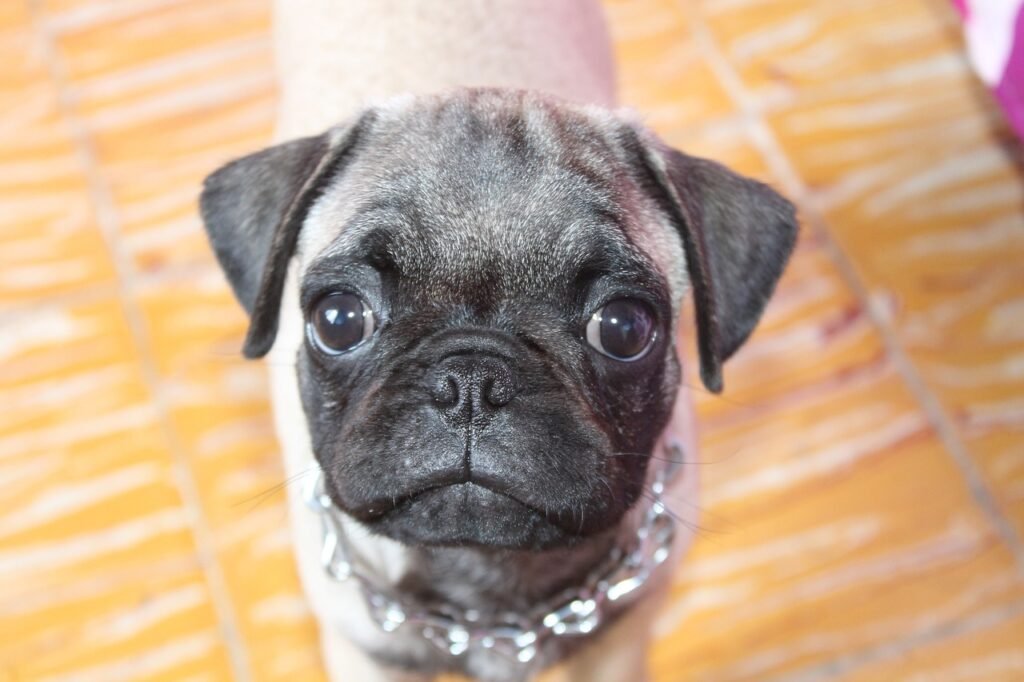 Guide to Responsible Pug Breeding Practices
