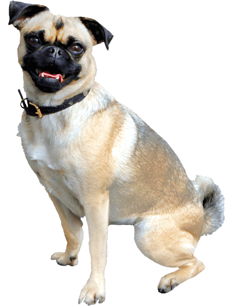 Guide to Responsible Pug Breeding Practices