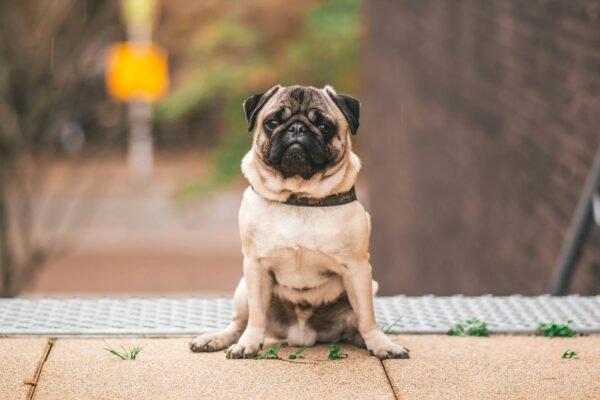 The Key Traits and Characteristics of Pug Breed Standards