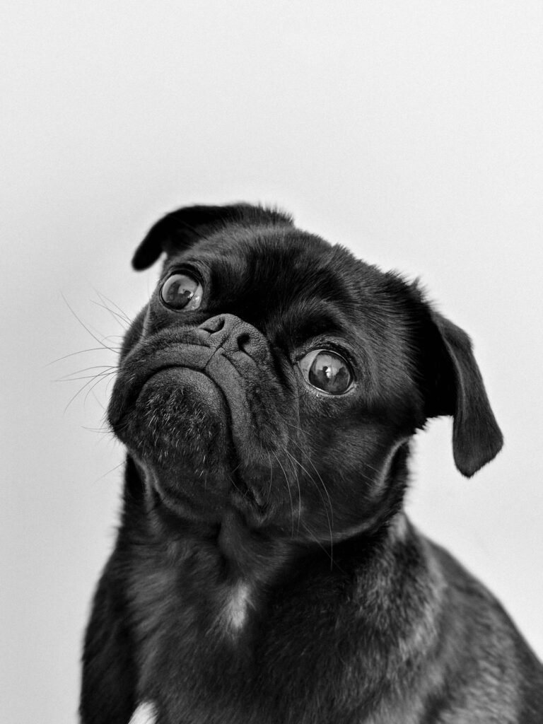 Understanding the Unique Features of Pug Breed Standards