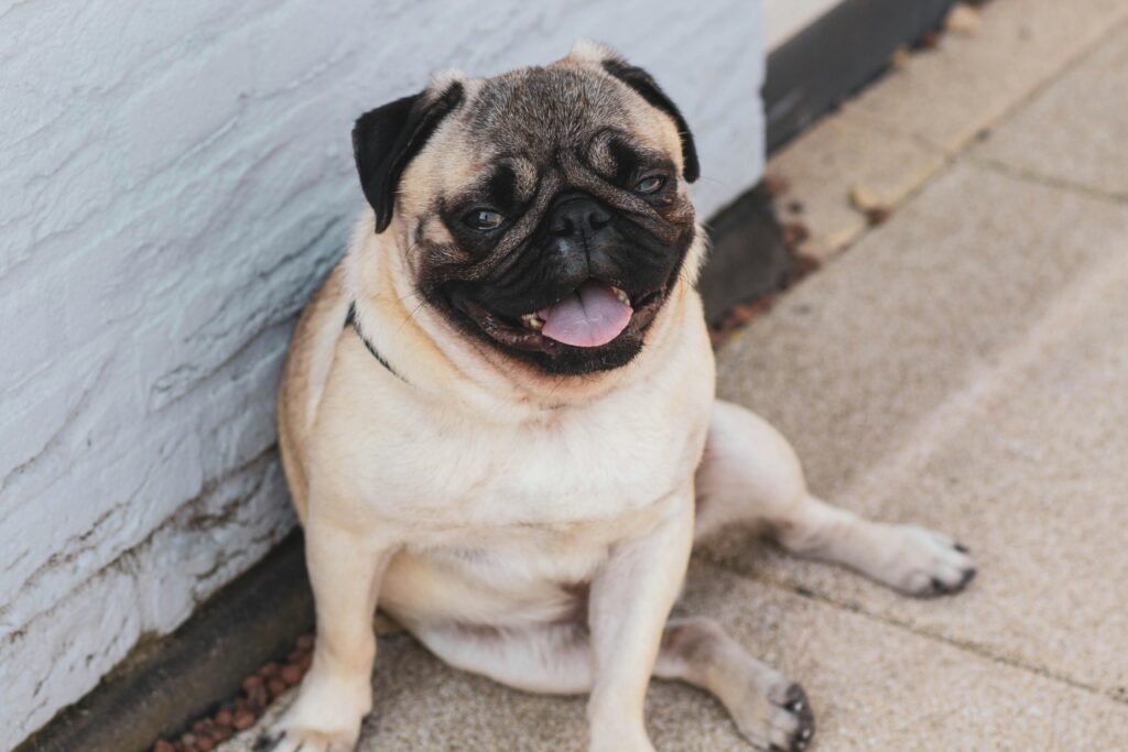 How to Find Reputable Pug Breeders and Adoption Centers