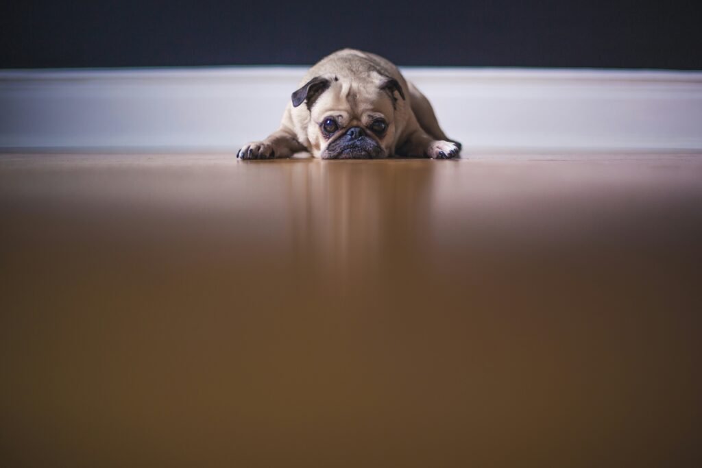 Top Tips for Managing Pug Respiratory Problems