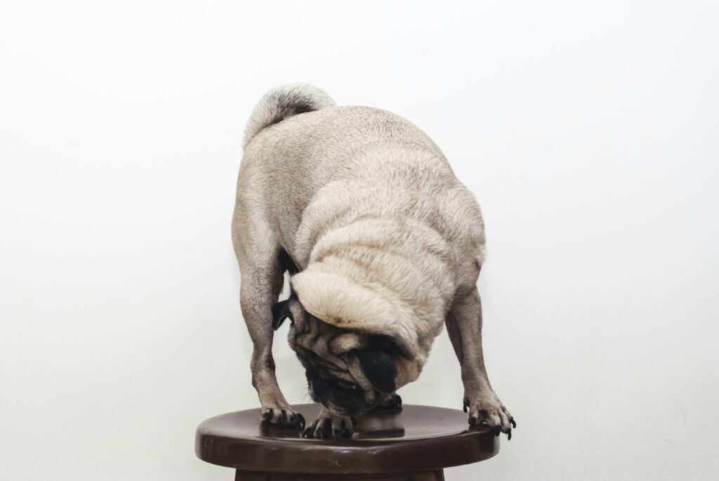 Unraveling the Mysteries of Pug Behavior and Temperament