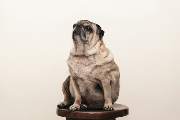 A Pug’s Guide to Dating Review