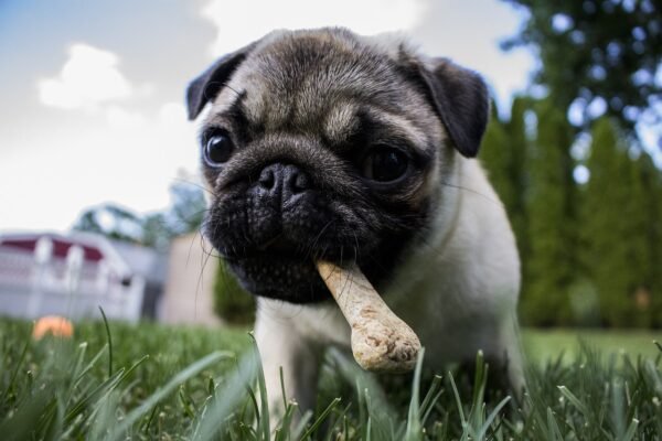 Understanding the Adoption Process for Pugs