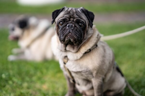 Pawsome Adventures: Discovering Pug-Friendly Travel Experiences